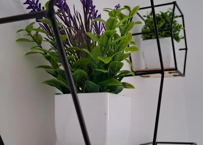 Allo Morenos V Centro Gran Terraza Jerez de la Frontera